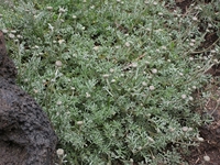 ova Gussonea-Anthemis aetnensis 20110529 156